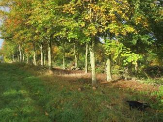 Brockwell Tree Surgery & Forestry Consultancy